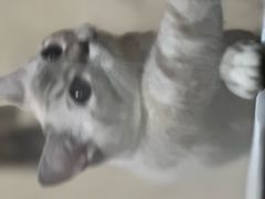 -宠福鑫康馨动物医院·骨科·眼科