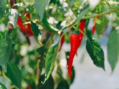 -樂桃源奉贤黄桃种植采摘基地