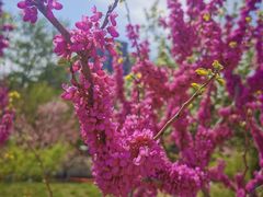 -海棠花溪(元大都城垣遗址公园)