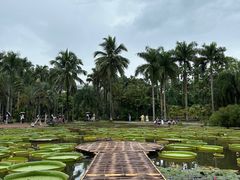-中国科学院西双版纳热带植物园