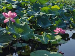 -荷塘月色湿地公园·向阳花洲