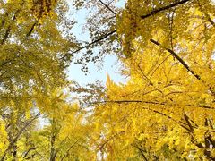 -三里屯东五街银杏大道