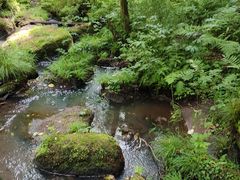 -五营红松林海景区