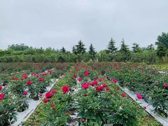 -扬州芍药园(仪征市)