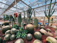 -海上花岛玫瑰园采摘