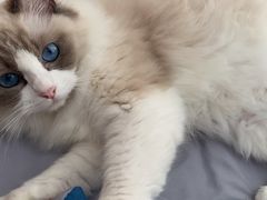 -瑞鹏宠物医院·骨科·猫科·内科(第一中心)
