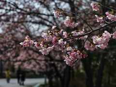 -顾村公园