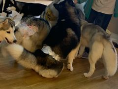 -Husky Go! 哈士奇体验馆·宠物咖啡厅狗咖