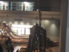 -自贡恐龙博物馆