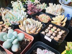 -白塘生态植物园