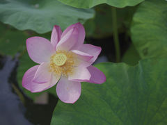 -莫愁湖公园
