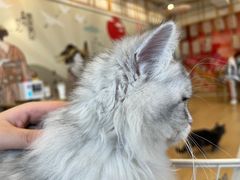 -Let's go狗咖·猫咖·奶狗·桌游(春熙路IFS店)