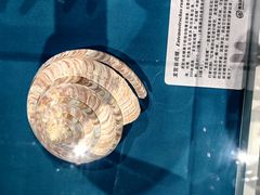 -青岛贝壳博物馆