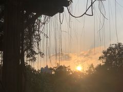-广西壮族自治区药用植物园