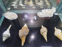 -贝壳梦幻世界