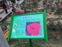 -亚龙湾国际玫瑰谷