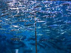 -成都浩海立方海洋公园