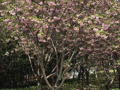 -丰台花园
