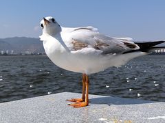 -海埂大坝