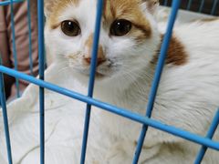 -爱侣宠医·鹦鹉专科·小型哺乳类·异宠专科(灵石路店)