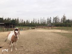 -田园东方蜜桃村的田野营地
