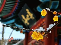-月坛公园
