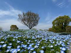 -花开海上生态园