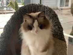 -糯米喵星人总部直营旗舰店·猫舍·幼猫出售