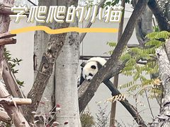 -成都大熊猫繁育研究基地