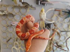 -吉丁鸟咖·异宠·寄养