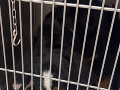 -瑞派康怡24h宠物医院·犬猫医疗中心·微创绝育(瑞景分院)