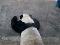 -石家庄市动物园