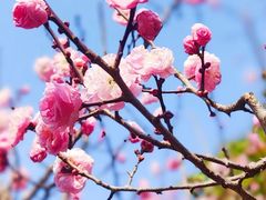 -梅花山(明孝陵内)