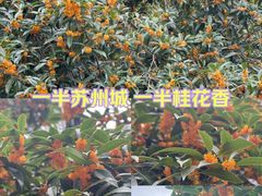 -苏州香格里拉大酒店