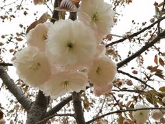 -杨记清芳牛肉拉面(京广路店)