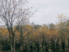 -天适樱花悠乐园