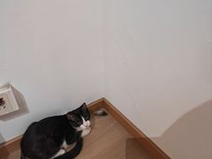 -瑞鹏宠物医院·骨科·猫科·内科(第一中心)