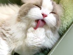 -翊宠yipet猫狗购宠庄园犬舍•猫舍