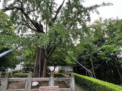 -上海佘山国家森林公园天马山园