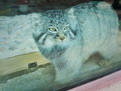 -青藏高原野生动物园