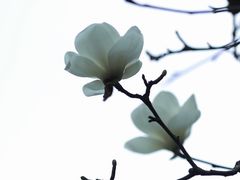 -杭州植物园