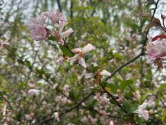 -金鸡湖桃花岛
