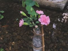 -陶享时光西餐·下午茶·竹林花园(新城店)