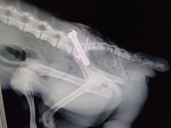 -佳雯宠物医院(四明中路分院)