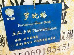 -中国科学院西双版纳热带植物园