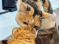 -Again Coffee Roaster(香蜜湖店)