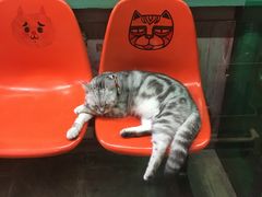 -猫咪博物馆(顶澳仔猫街店)