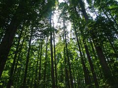 -黄海国家森林公园