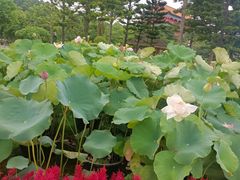 -广州莲花山旅游区