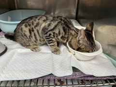 -爱侣宠医·鹦鹉专科·小型哺乳类·异宠专科(灵石路店)